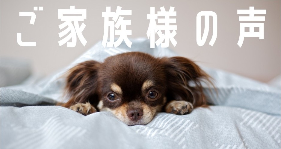 お喜びの声、第412号！（僧帽弁閉鎖不全症の手術を受けたくうちゃんの