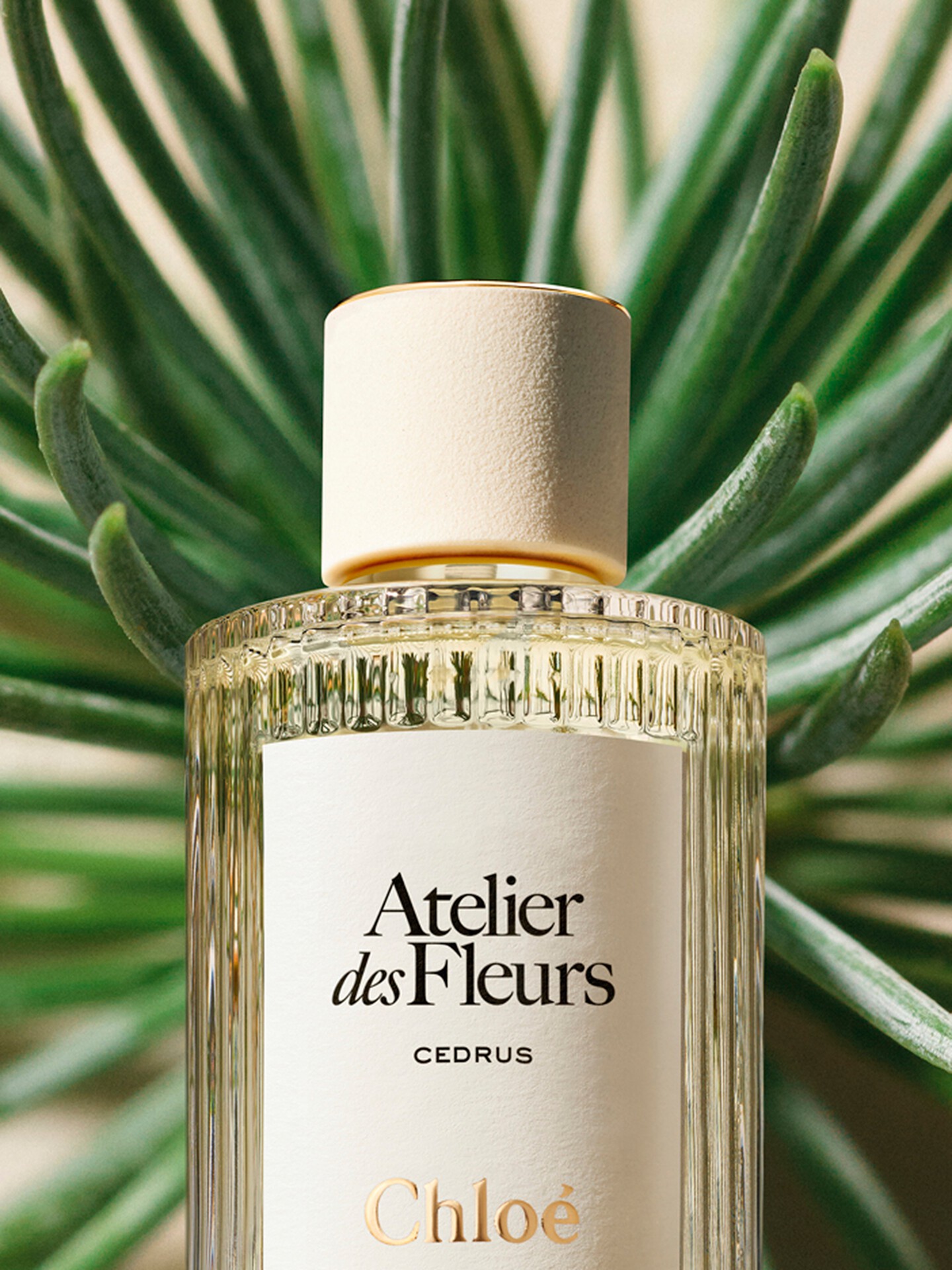 Atelier des Fleurs Cedrus Eau de Parfum 5.1 fl oz - Chloé