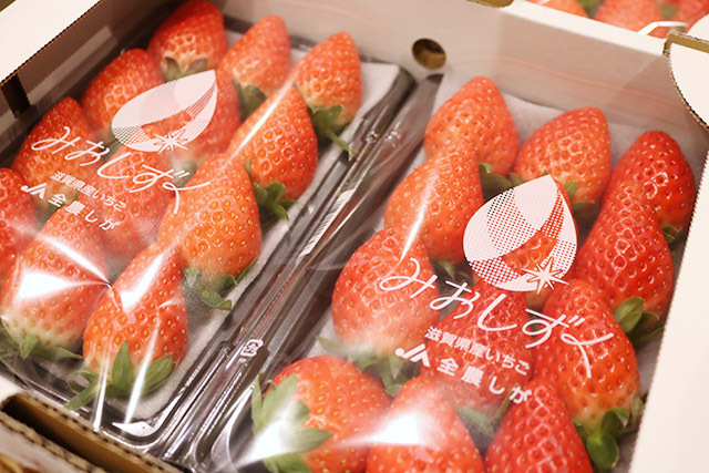 た*み様 【未使用】メロジョイ いちご 即日発送 最安値 mellojoy 大福