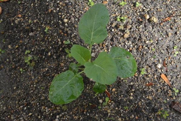 10月15日～10月29日】台風の襲来。まだまだ安心できない。/豊明市