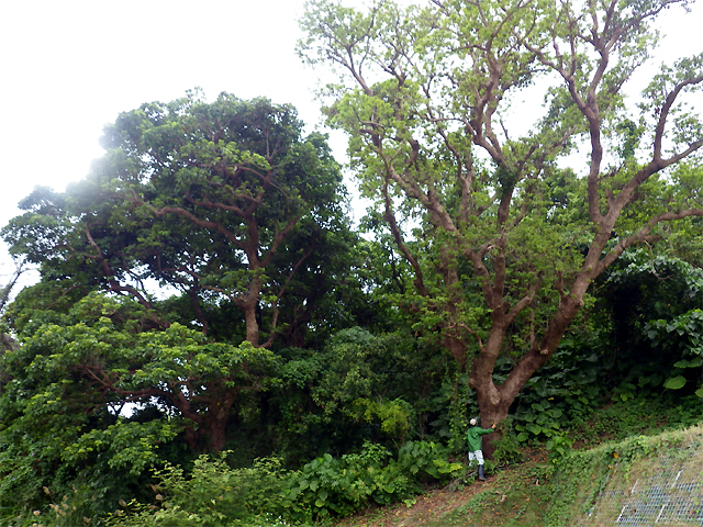 クニンドーの森公園：アカギ巨木の森