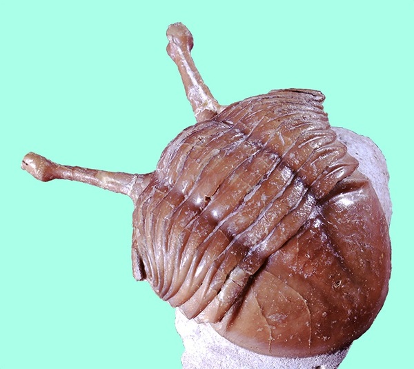 館長コラム 「こんな化石も展示しています」第4回 ー三葉虫その4