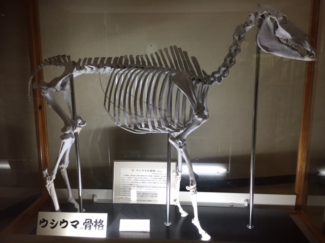 53.ウシウマの骨格／種子島 西之表市