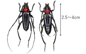 外来カミキリムシ類について | 桜川市公式ホームページ