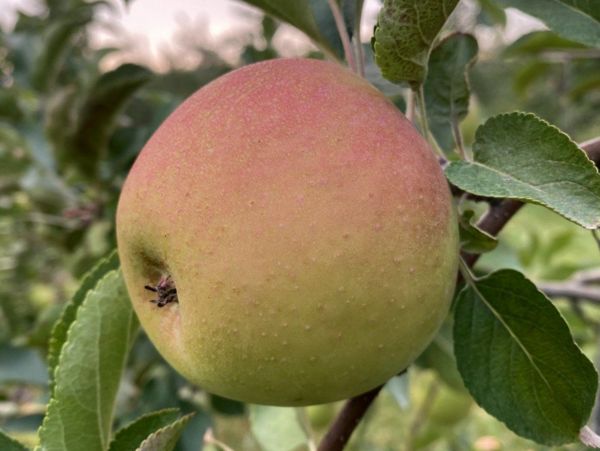 Arkansas Black Apple on G.890 - Cummins Nursery - Fruit Trees