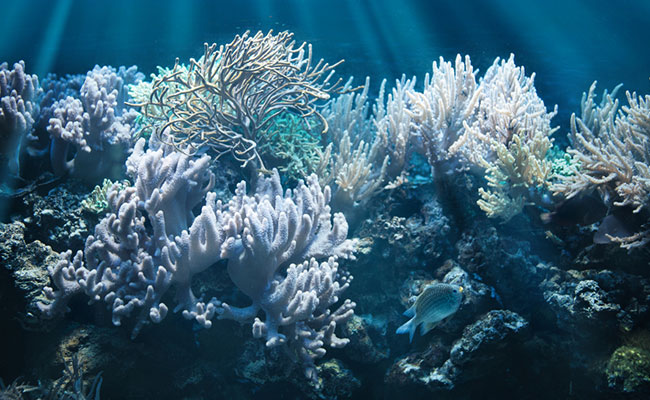 10%OFF】オールライトサンスクリーンクリーム SPF18 PA+ 40g | 国産