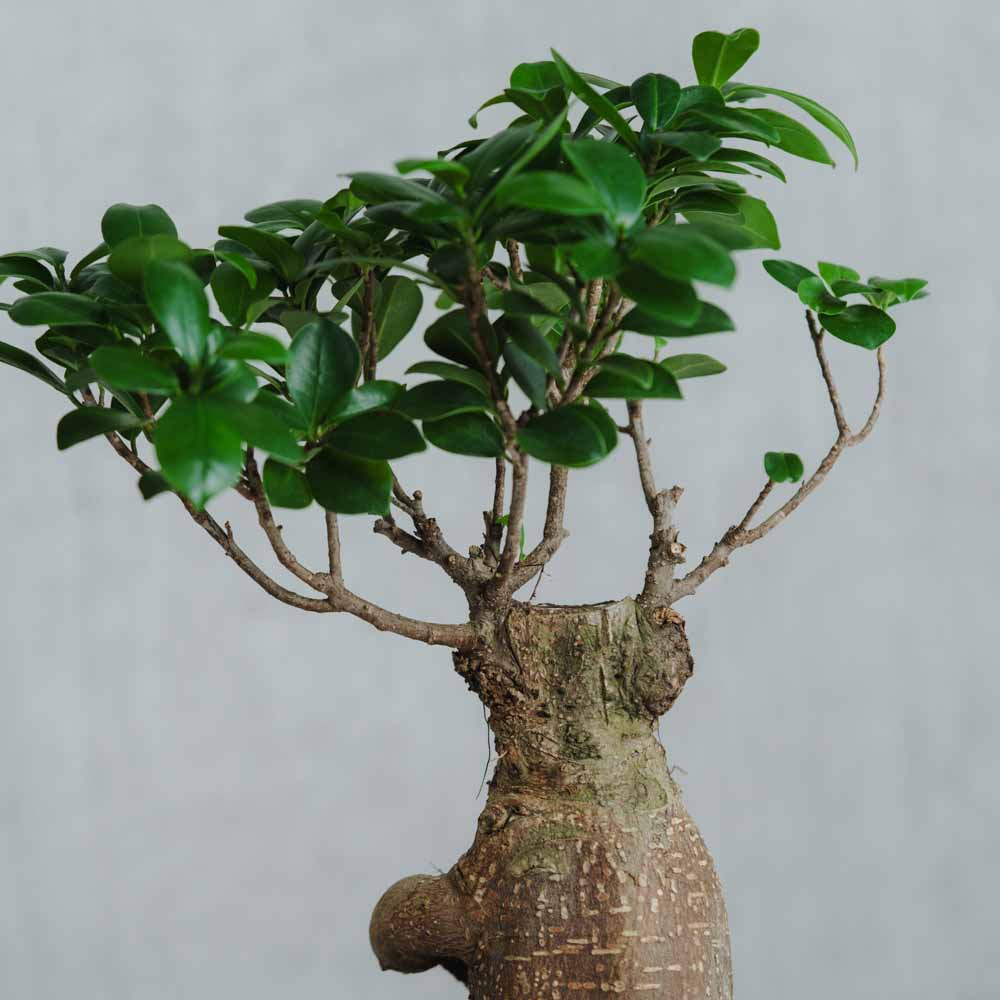 一点もの】ガジュマル/SERAX(セラックス)/Pot Marie φ18 | 青山