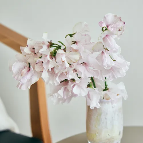 3月3日以降到着～順次発送】ノスタルジックで可憐な花で春を先取り