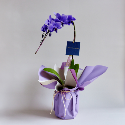 産直】世界初の青い胡蝶蘭「Blue Gene（ブルージーン）」1本立ち