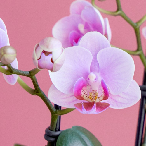 産直】椎名洋ラン園のマイクロ胡蝶蘭 ピンク系2本立ち | 青山フラワー