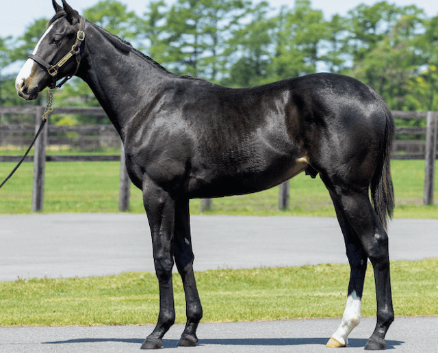 世界最強馬イクイノックスが電撃引退！通算成績や今後についてを徹底