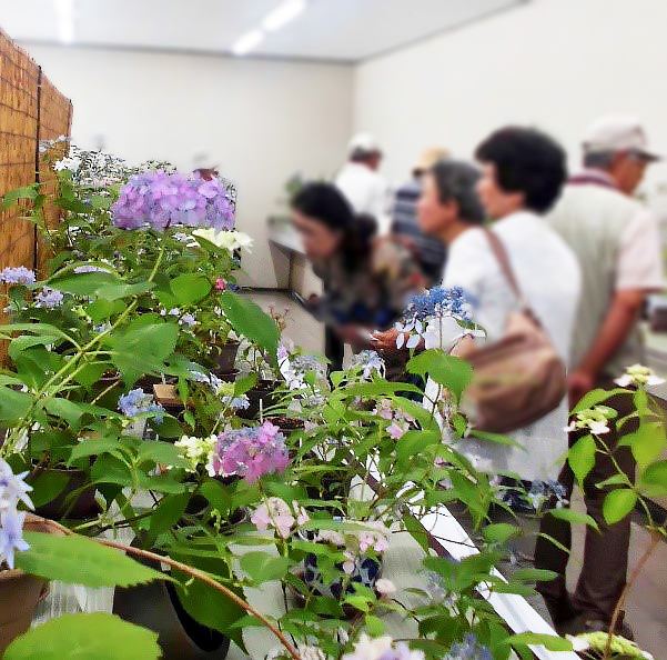 Aboc - アボック社 -第11回 川島榮生の《ヤマアジサイの世界》