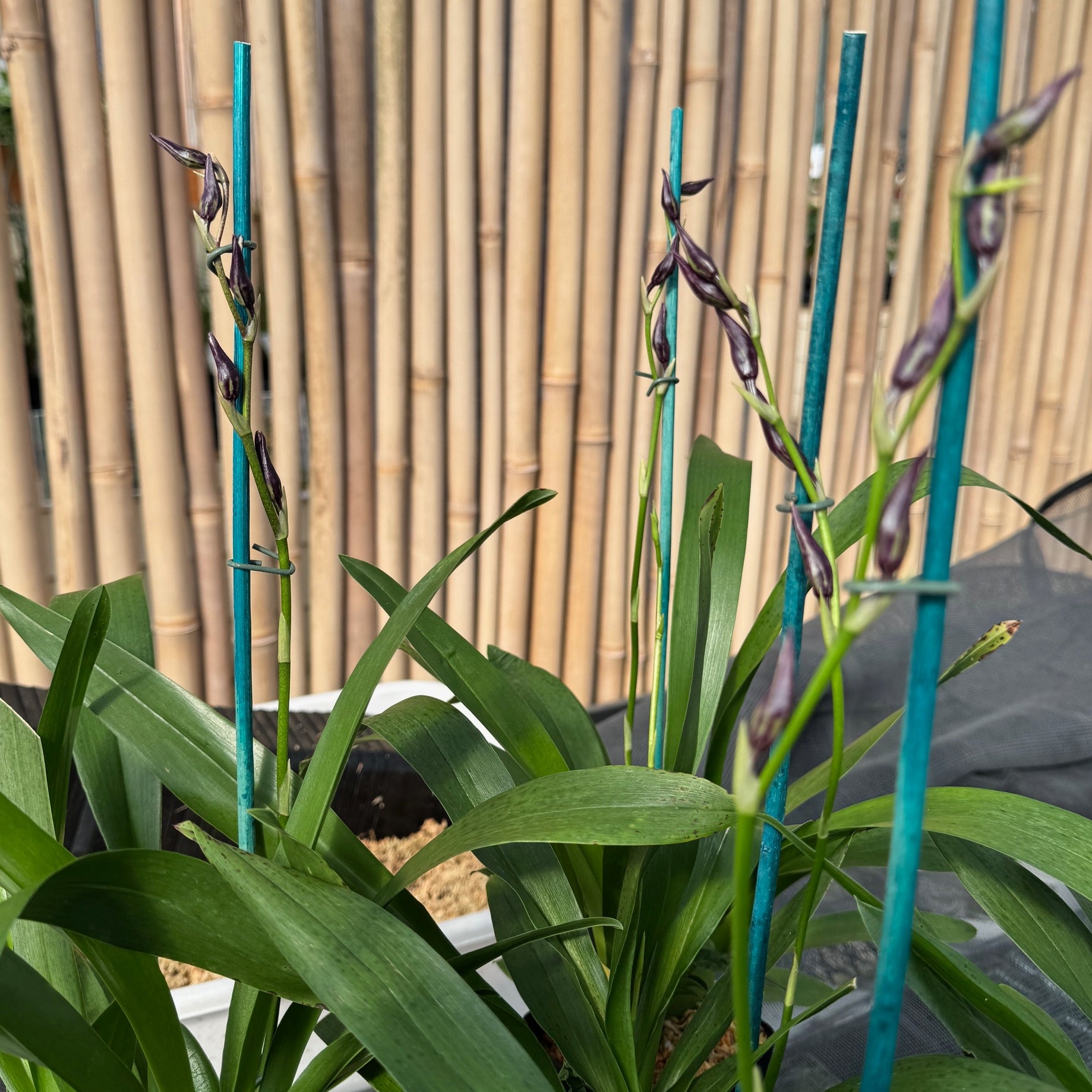 Vuyl. Melissa Brianne 'Dark' (4