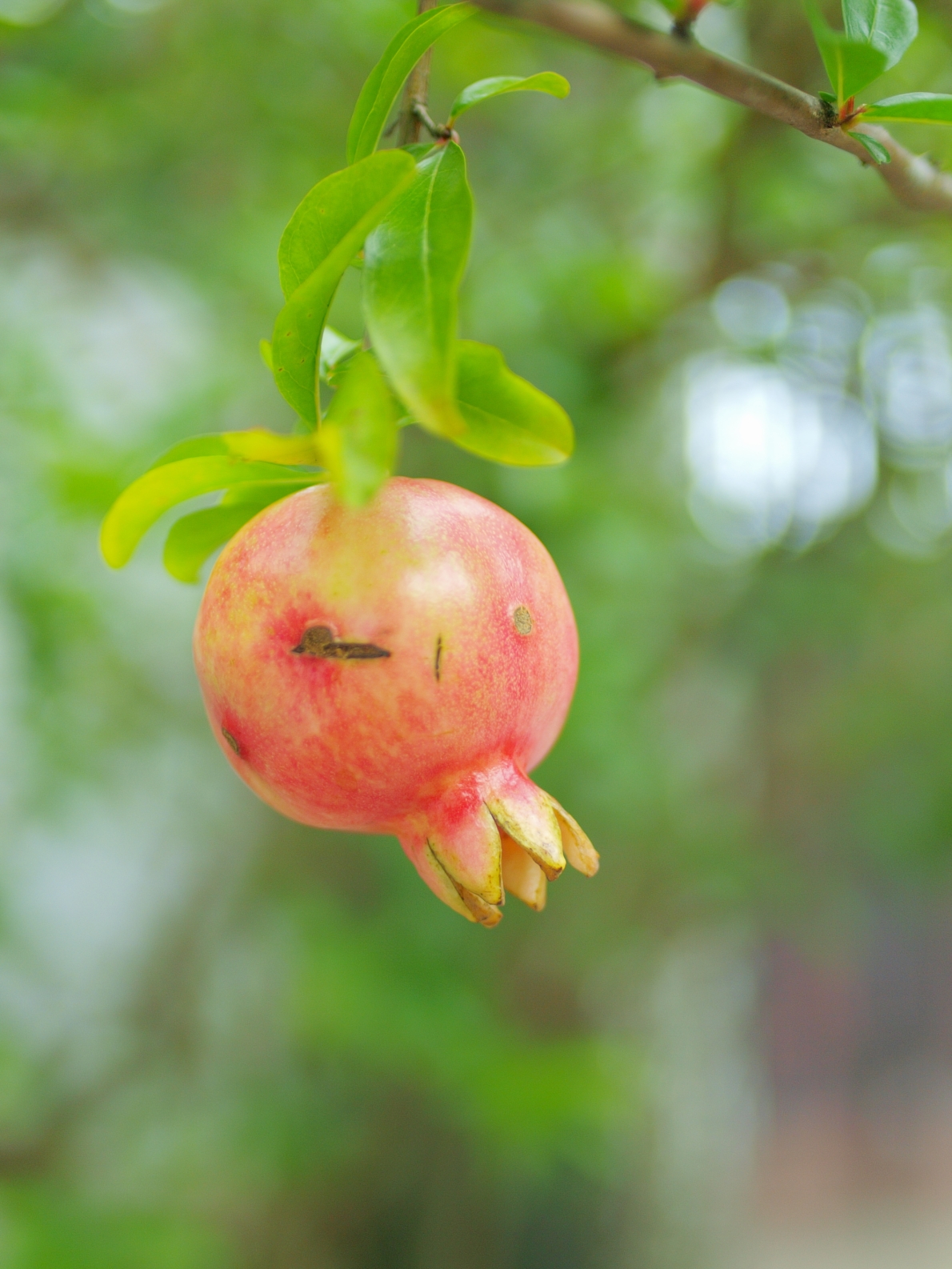 ザクロ｜自然 ｜粟国アーカイブス