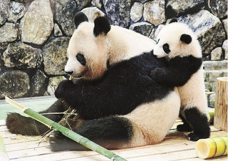 動画】母パンダ良浜に贈り物 母の日、10頭産み育てる：紀伊民報AGARA