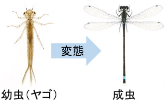 産総研：トンボの幼虫から成虫への変態に必須な遺伝子群の同定に成功