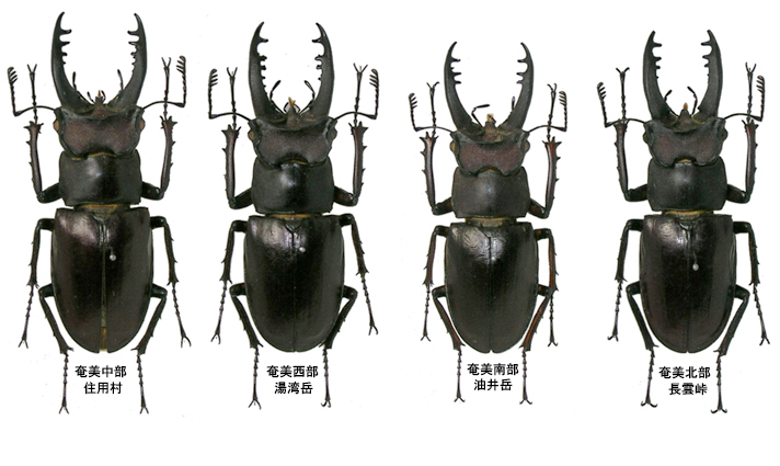 日本のミヤマクワガタについて知っていること