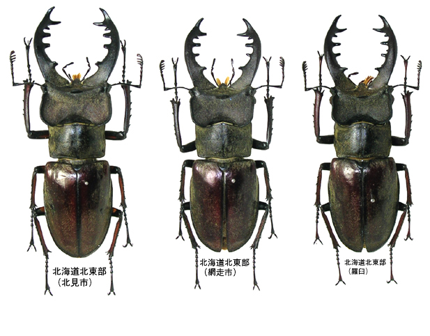 日本のミヤマクワガタについて知っていること
