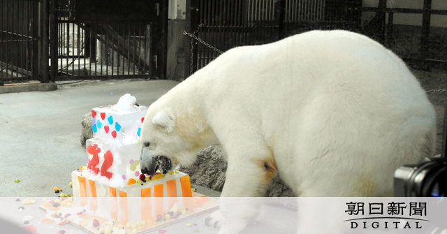 ホッキョクグマ「ピース」22歳 [愛媛県]：朝日新聞