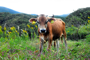 29歳やっとつかんだ大舞台 なでしこ猶本光から届いた号泣の絵文字