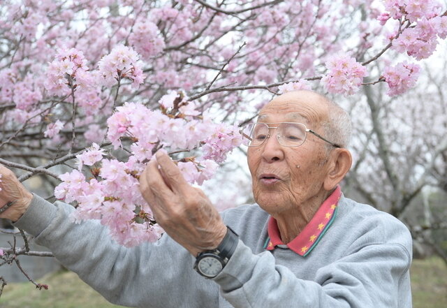 佐野藤右衛門さん死去 造園家、京都の「桜守」：朝日新聞