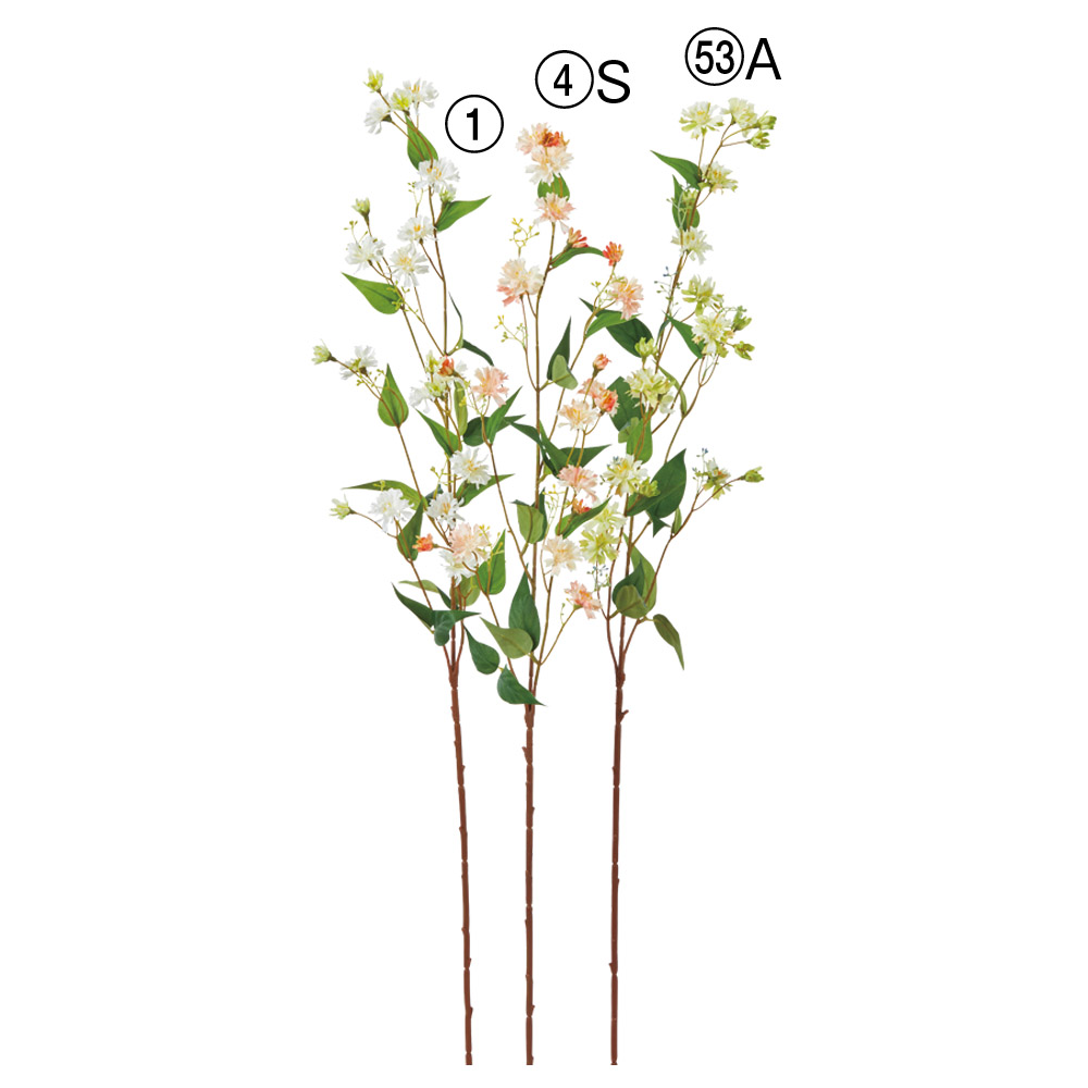 コチョウラン×6つぼみ×1｜商品案内｜株式会社アスカ商会