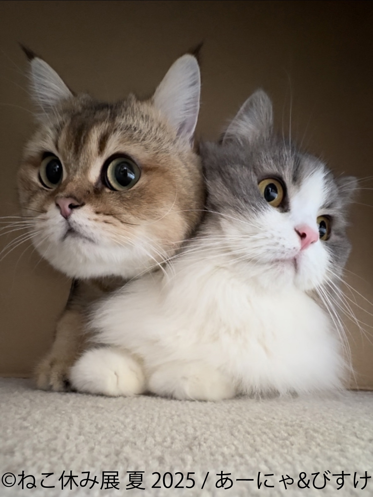 ねこ休み展」10周年記念・夏の本祭が8/22～開催！ オール新作の展示