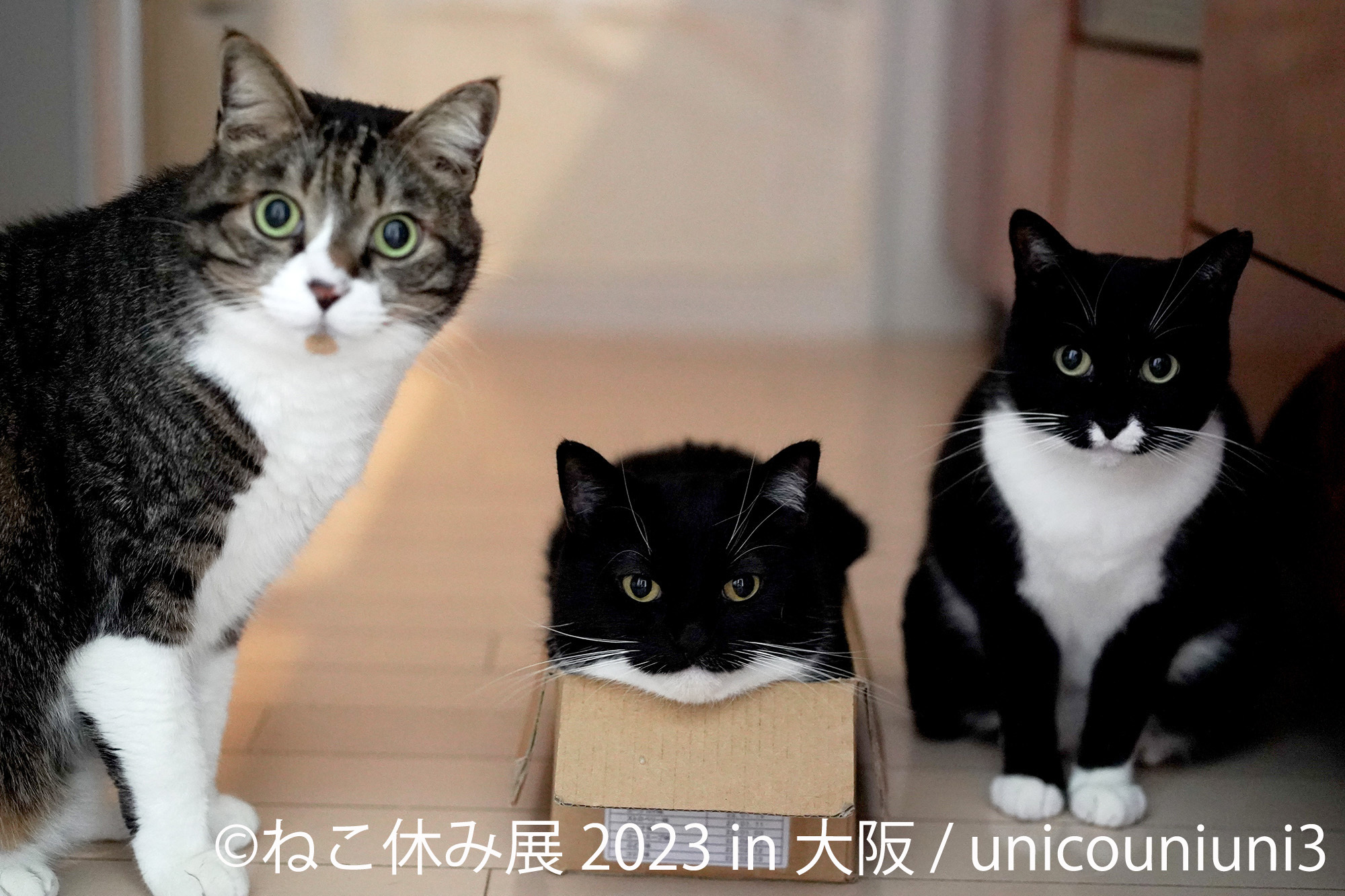 1年ぶりの大阪上陸！大人気イベント「ねこ休み展」新作展は 大阪限定