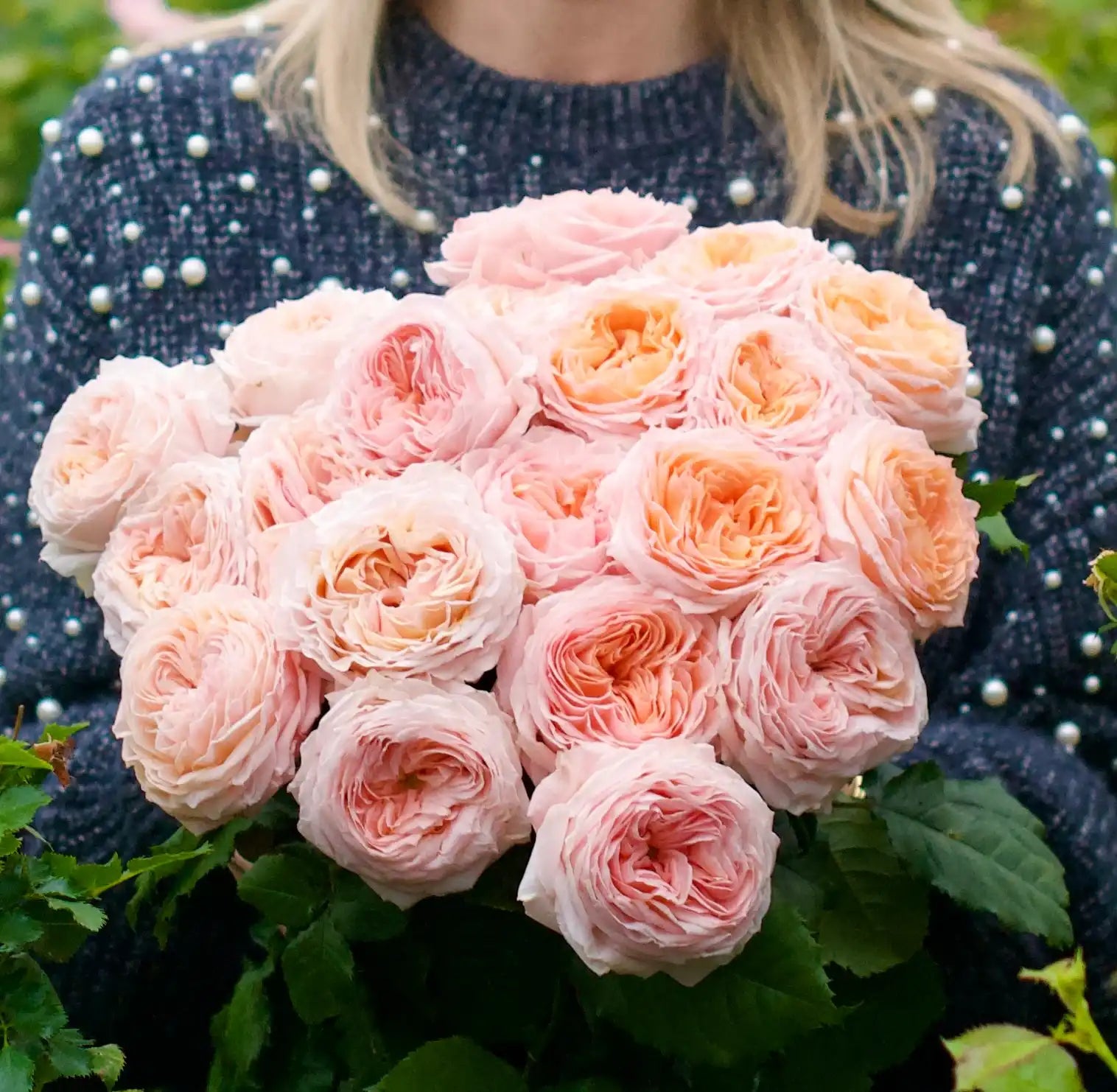 Jan Spek Rozen Rose Bushes | April & Ashley