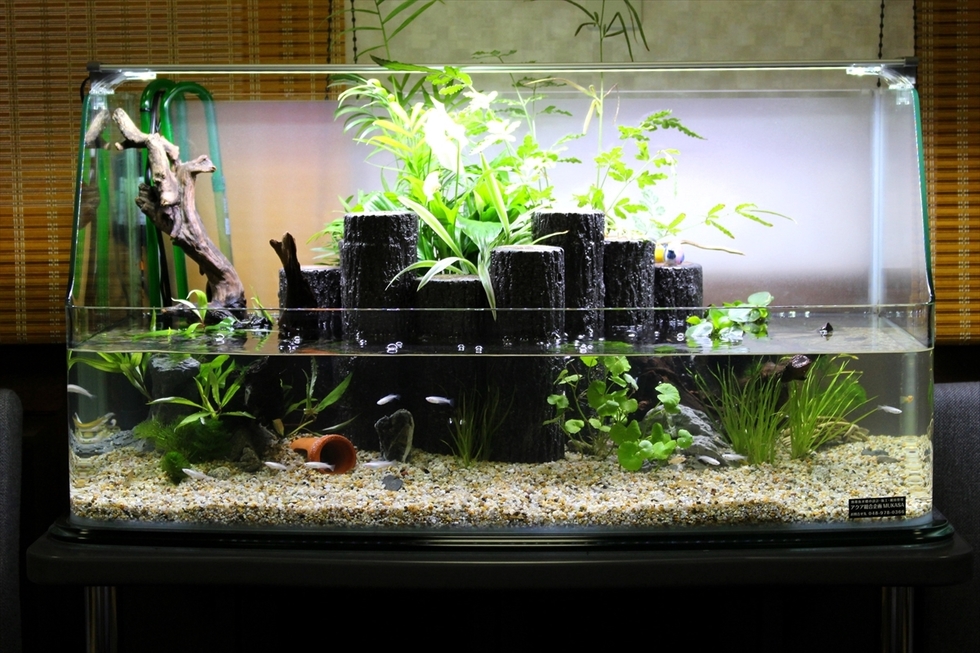 屋内で極上の和庭鑑賞を「テラリウム」｜水槽レンタルサービス