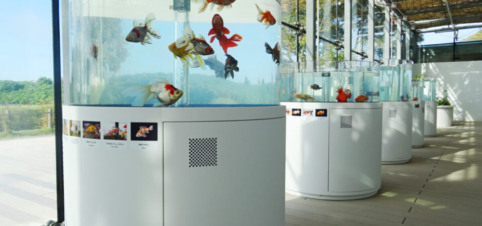 金魚館｜展示ガイド｜アクアマリンふくしま