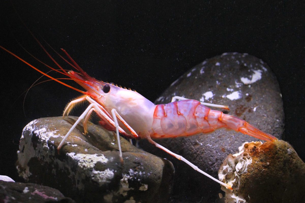 新種のエビを食べよう会｜イベント・企画展｜アクアマリンふくしま