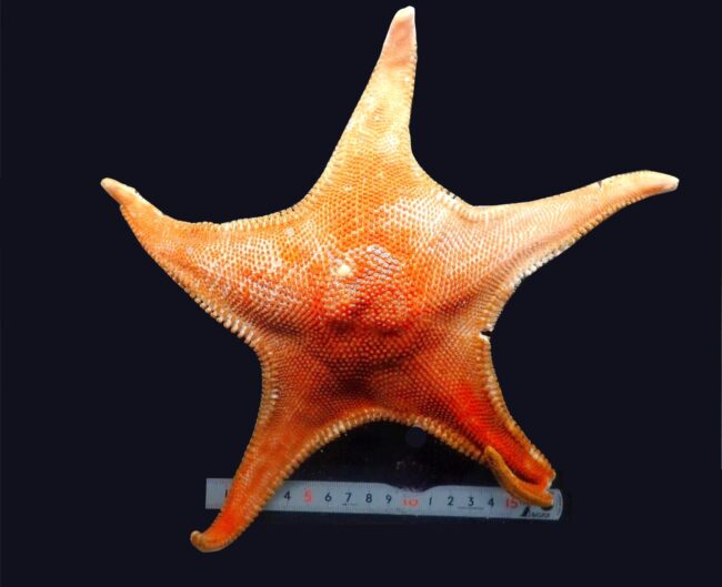 北海道羅臼沖から日本初の巨大ヒトデ発見！｜アクアマリンふくしま