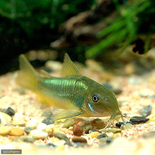 こりどらす コリドラス・スーパーシュワルツィ<熱帯魚解説> | AQUALASSIC