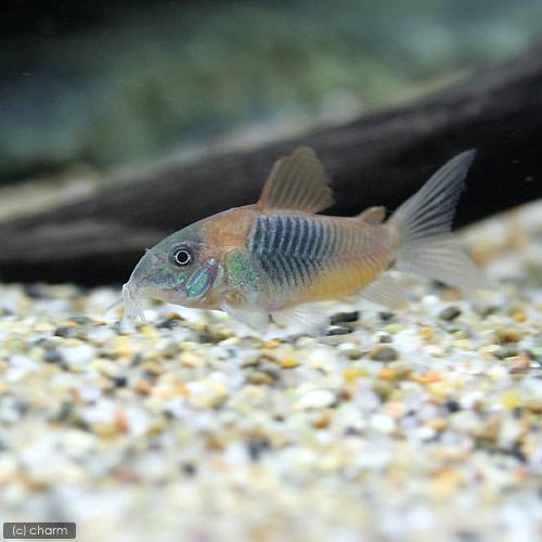 こりどらす コリドラス・スーパーシュワルツィ<熱帯魚解説> | AQUALASSIC