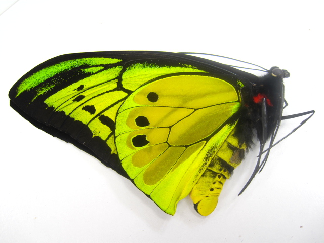 ゴライアストリバネアゲハ/標本販売/通販/トリバネ販売アリスト | 外