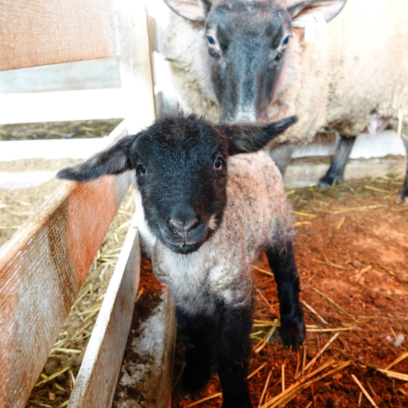 1DAYファーマーズツアー.2026 『ヒツジの飼育員さん』 | Ark館ヶ森