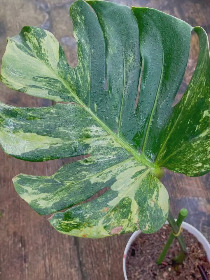 Monstera Oceana Mint – AroidHouse