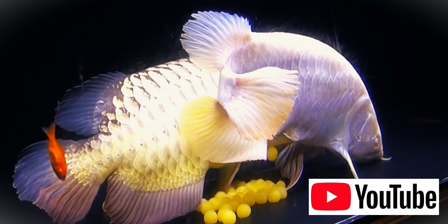 アジアアロワナ専門店ラフレシア・オンラインショップ