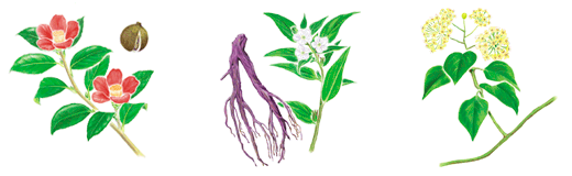 ボンセルエッセンス(M)＜普通・乾性肌用美容液＞｜製品のご案内