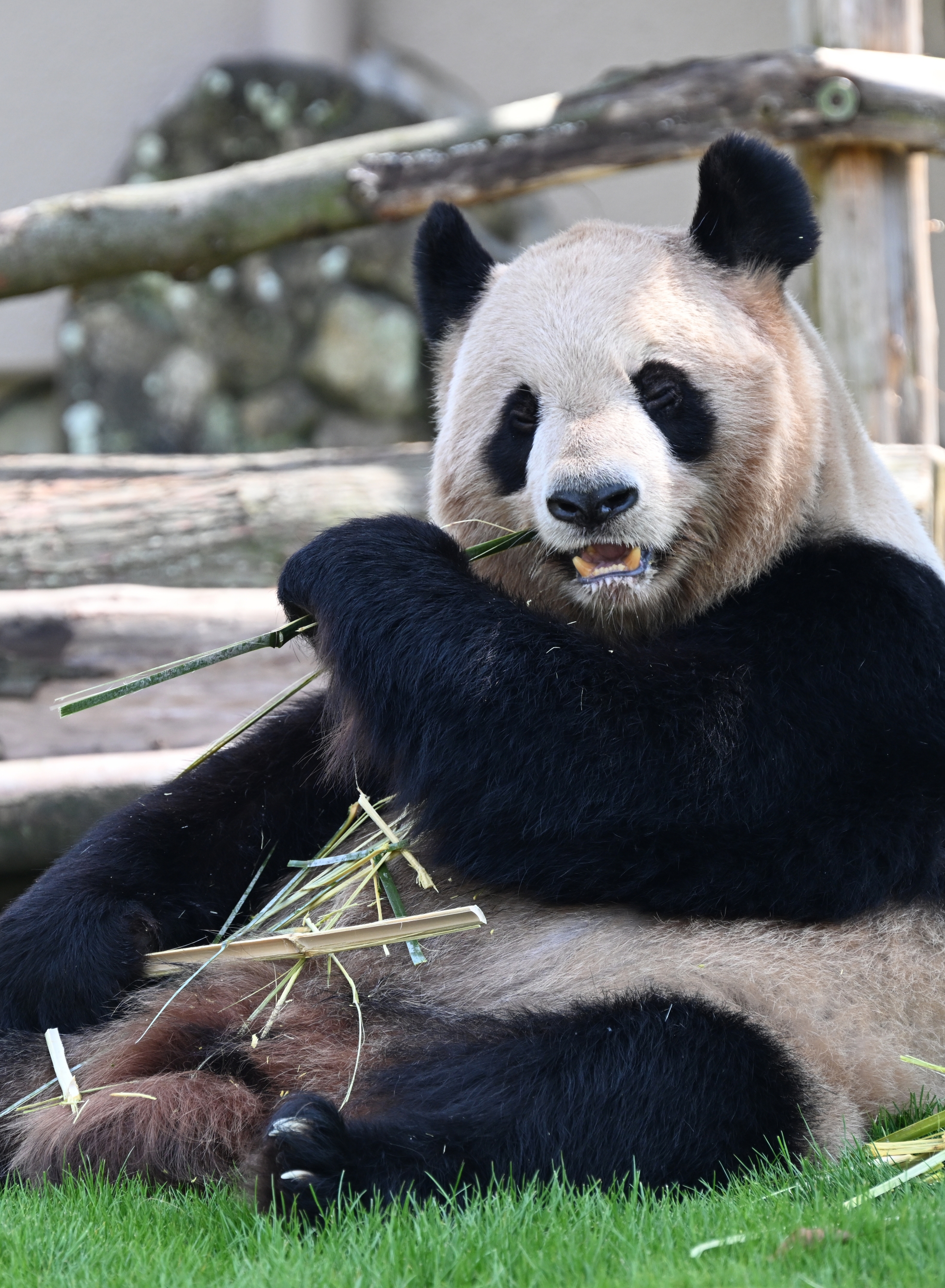 ありがとう！パンダファミリー｜今だから伝えたい、パンダたちへの31年