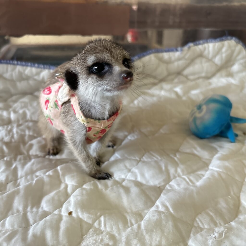 ミーアキャットの成長は早い！ - 長野県佐久市｜乗馬と乗馬馬の販売は