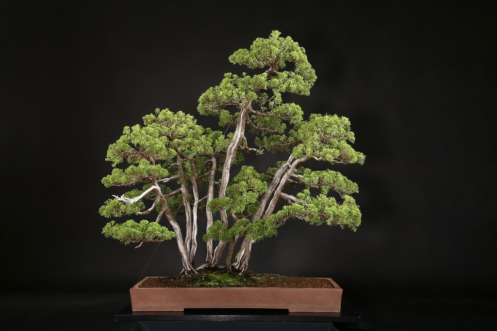 真柏寄植 約60年 | 雨竹亭オンラインショップ