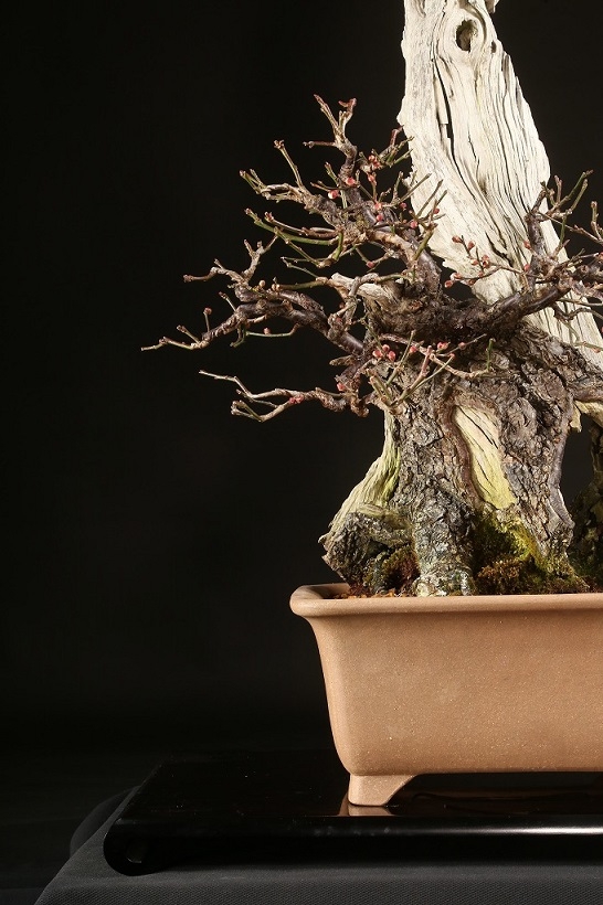 野梅（白一重咲・米良性）約100年 | 雨竹亭オンラインショップ