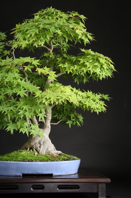 もみじ 約60年 | 雨竹亭オンラインショップ