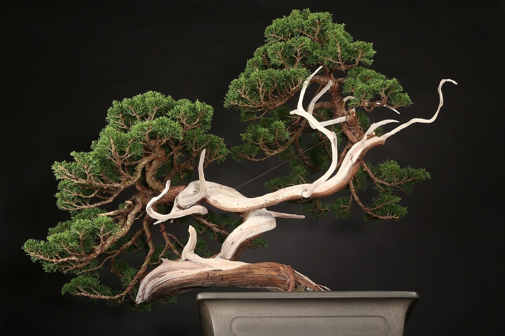 真柏 約100年 | 雨竹亭オンラインショップ