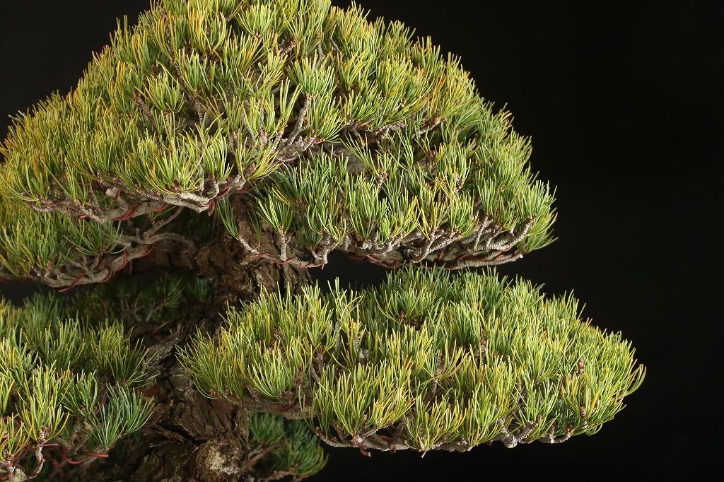 五葉松（大阪松）約80年 | 雨竹亭オンラインショップ