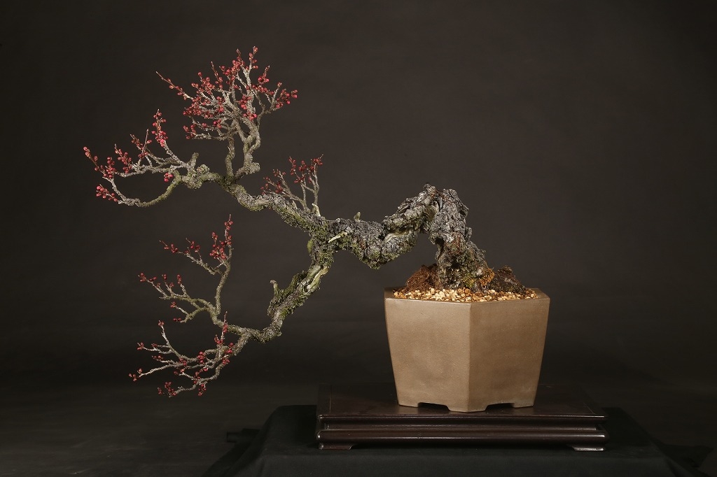 緋梅 約120年 | 雨竹亭オンラインショップ