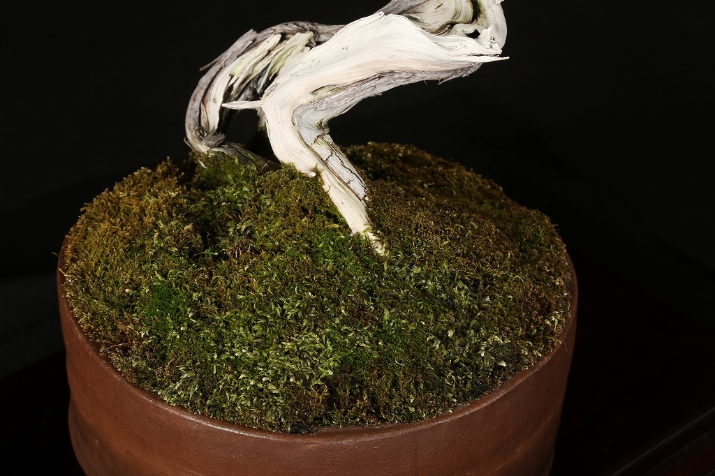 糸魚川真柏 約80年 | 雨竹亭オンラインショップ