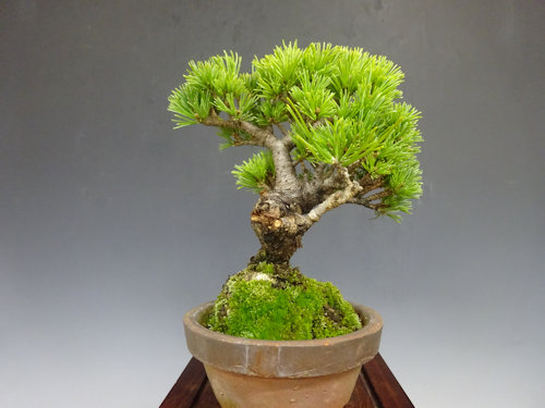 五葉松 (明星) 【 25 B ― 03 】 - 小品盆栽専門店 湘風園オンライン